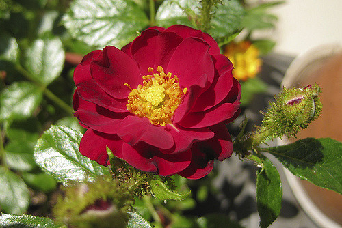 Portulaca
