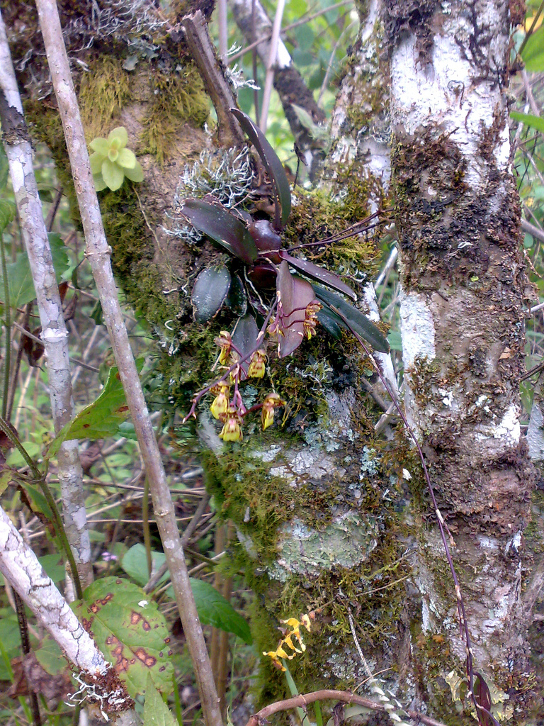 Clam shell orchid