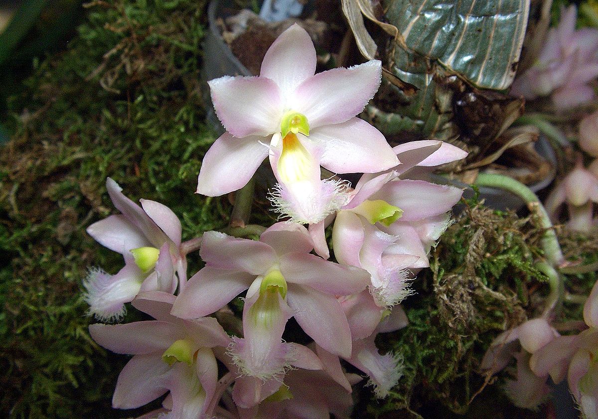 Rose clowesia
