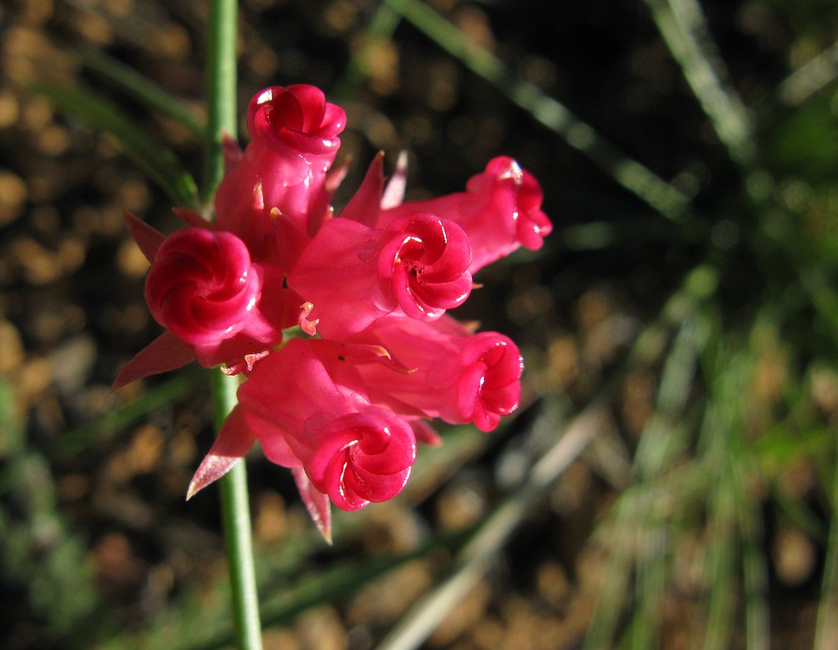 Narrow-leaved microloma