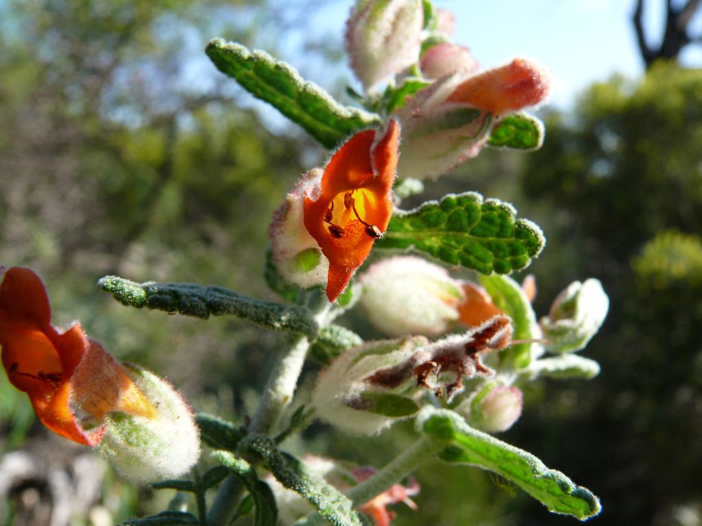 Sinum angustifolium