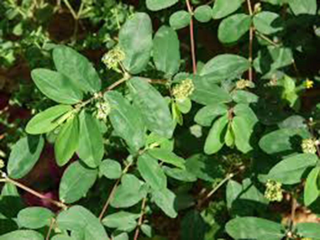 Capped spurge