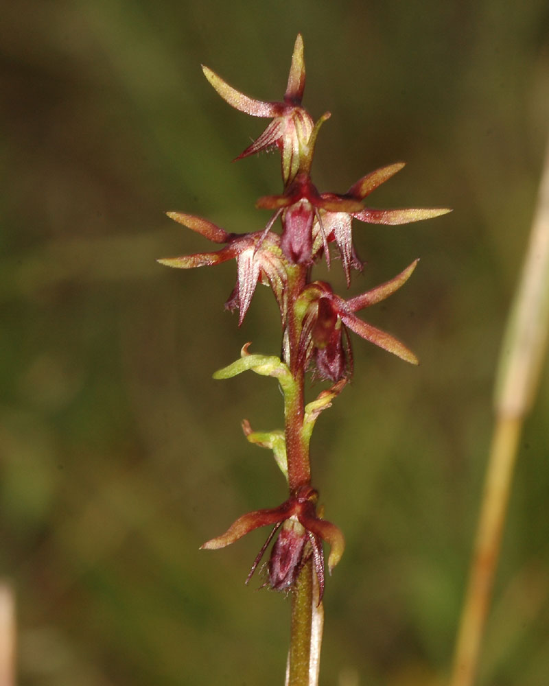 Tallong midge orchid