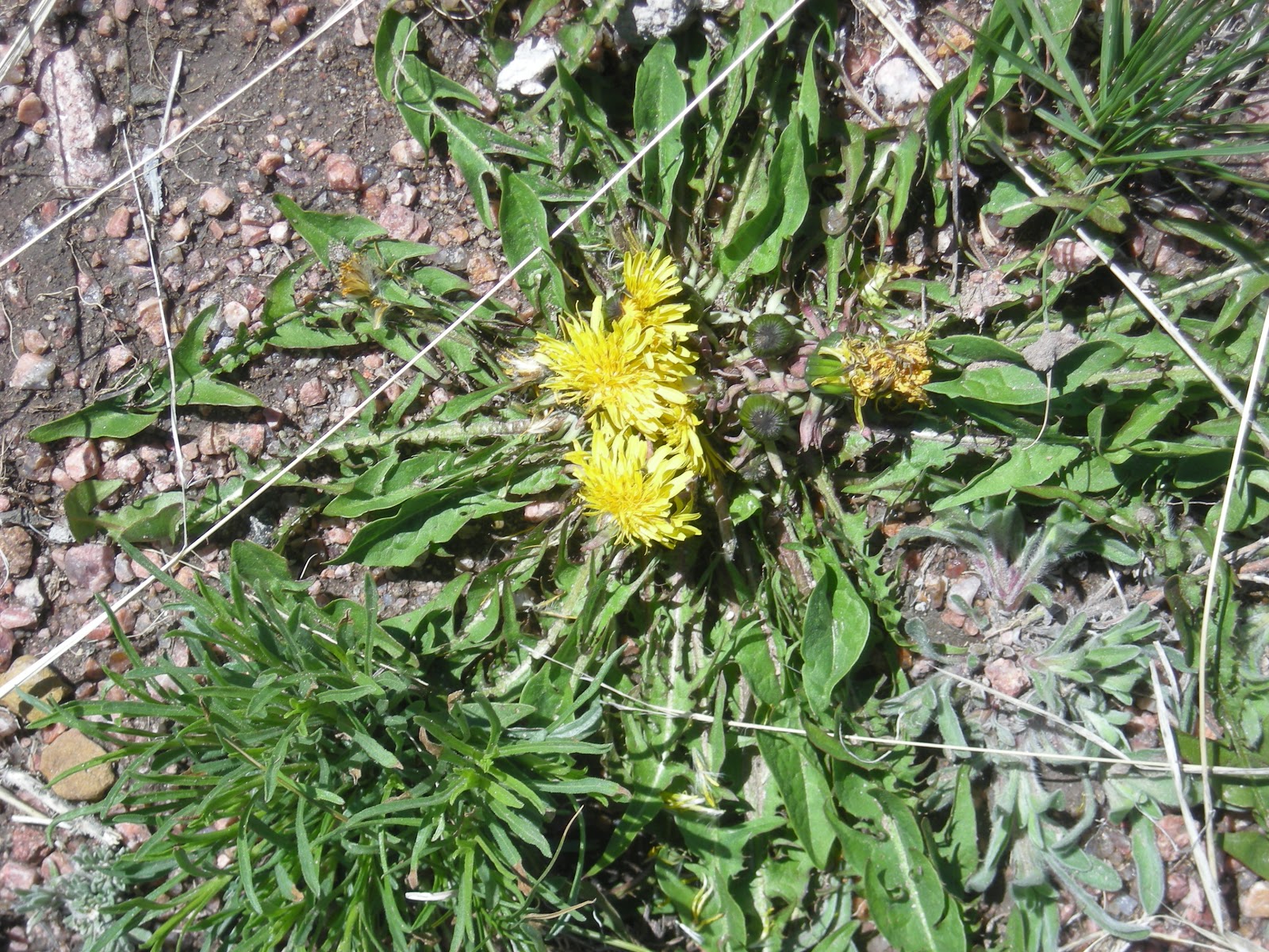 Horned dandelion