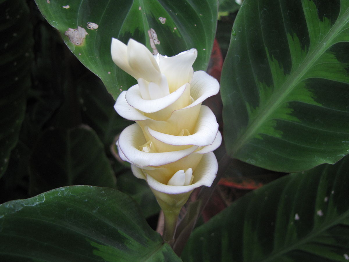 Calathea warscewiczii