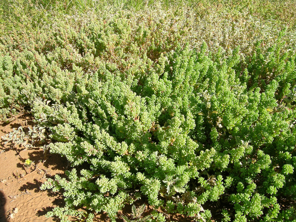 Winged seed broom