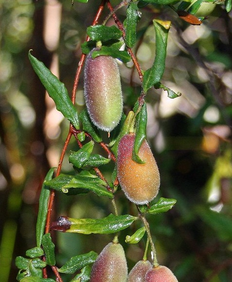 Purple apple berry