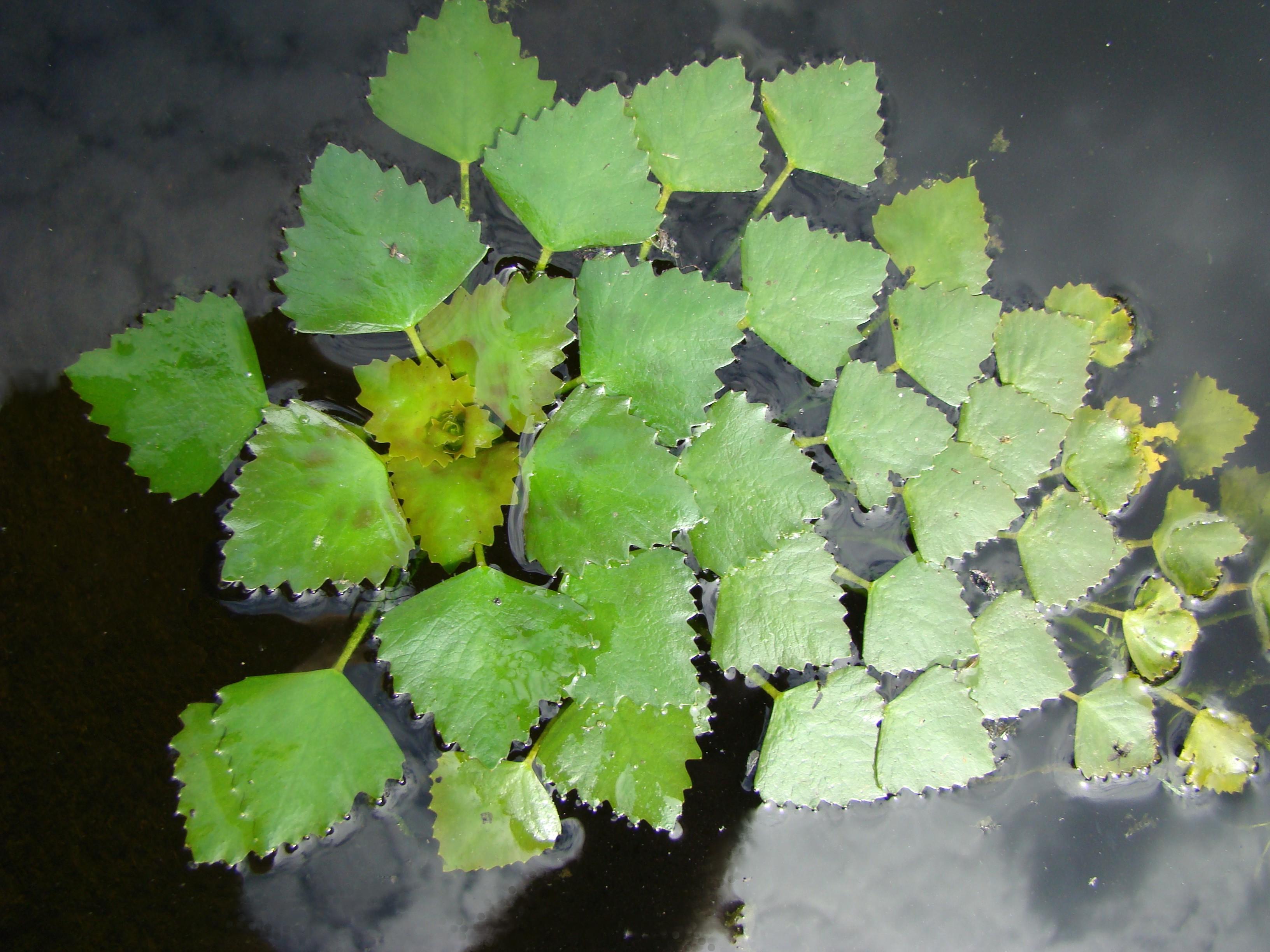 Water chestnut