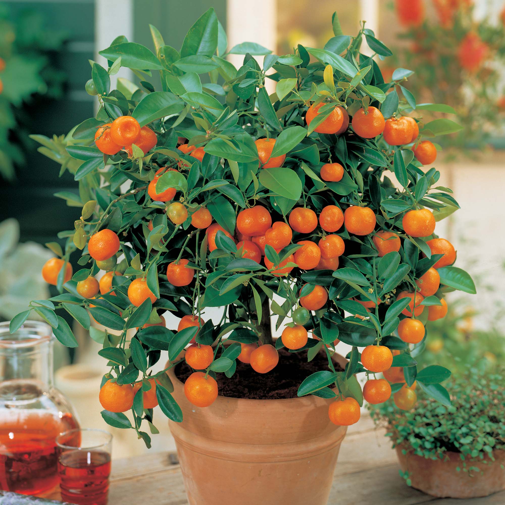 golden ivy plant Golden Pothos Epipremnum Aureum main image 1