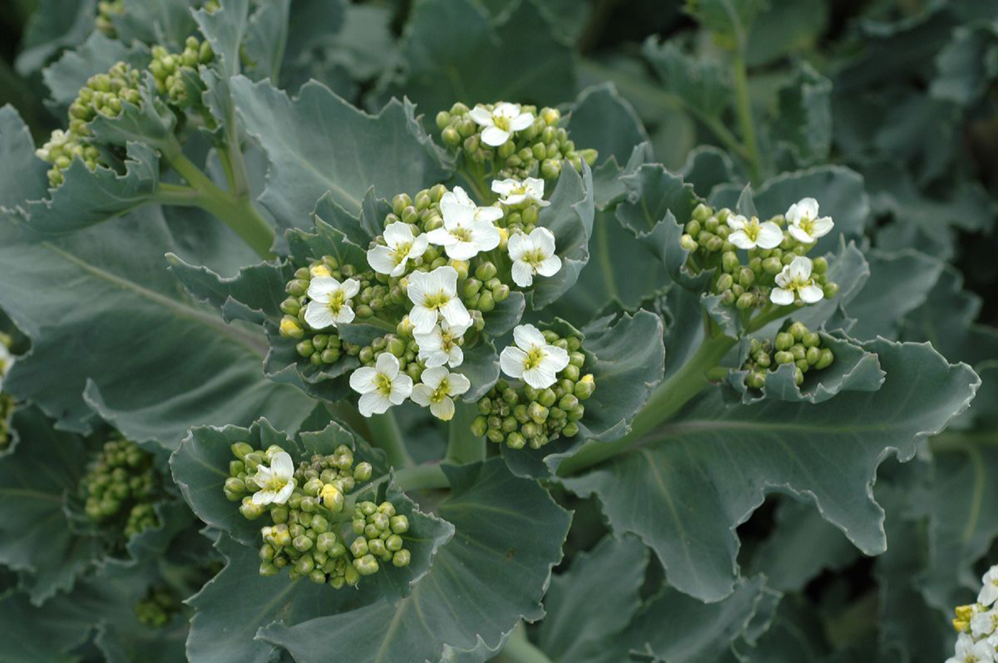 Sea kale