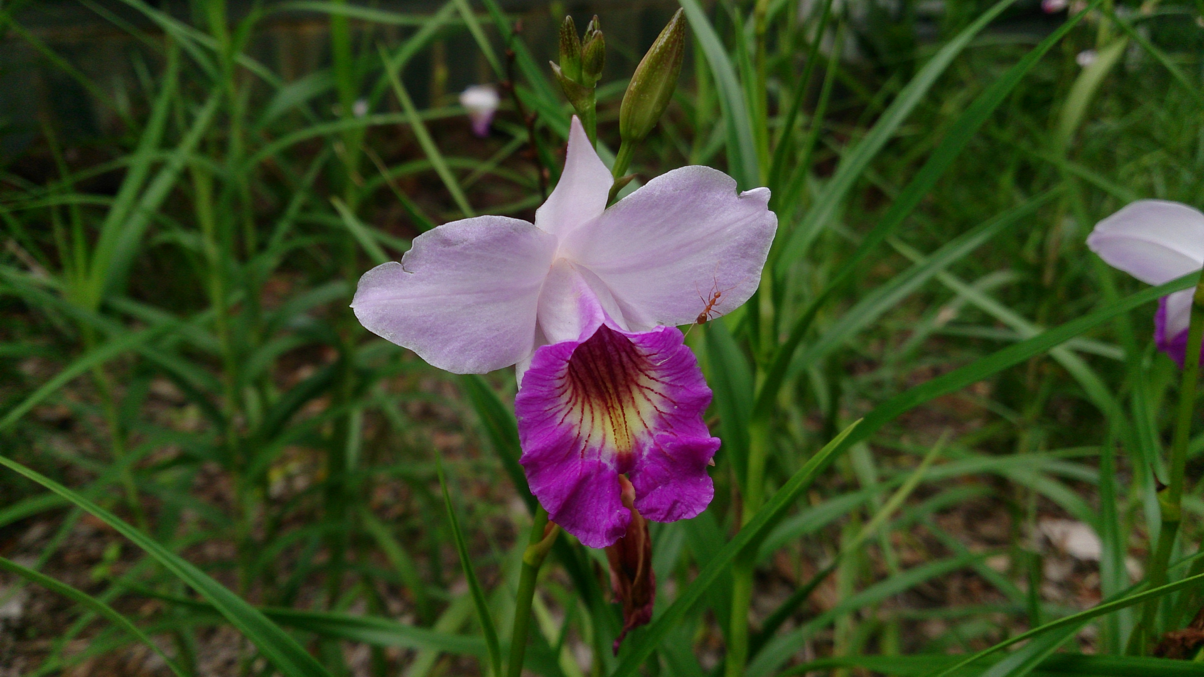 Bamboo orchid