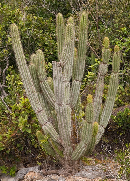 Key tree cactus