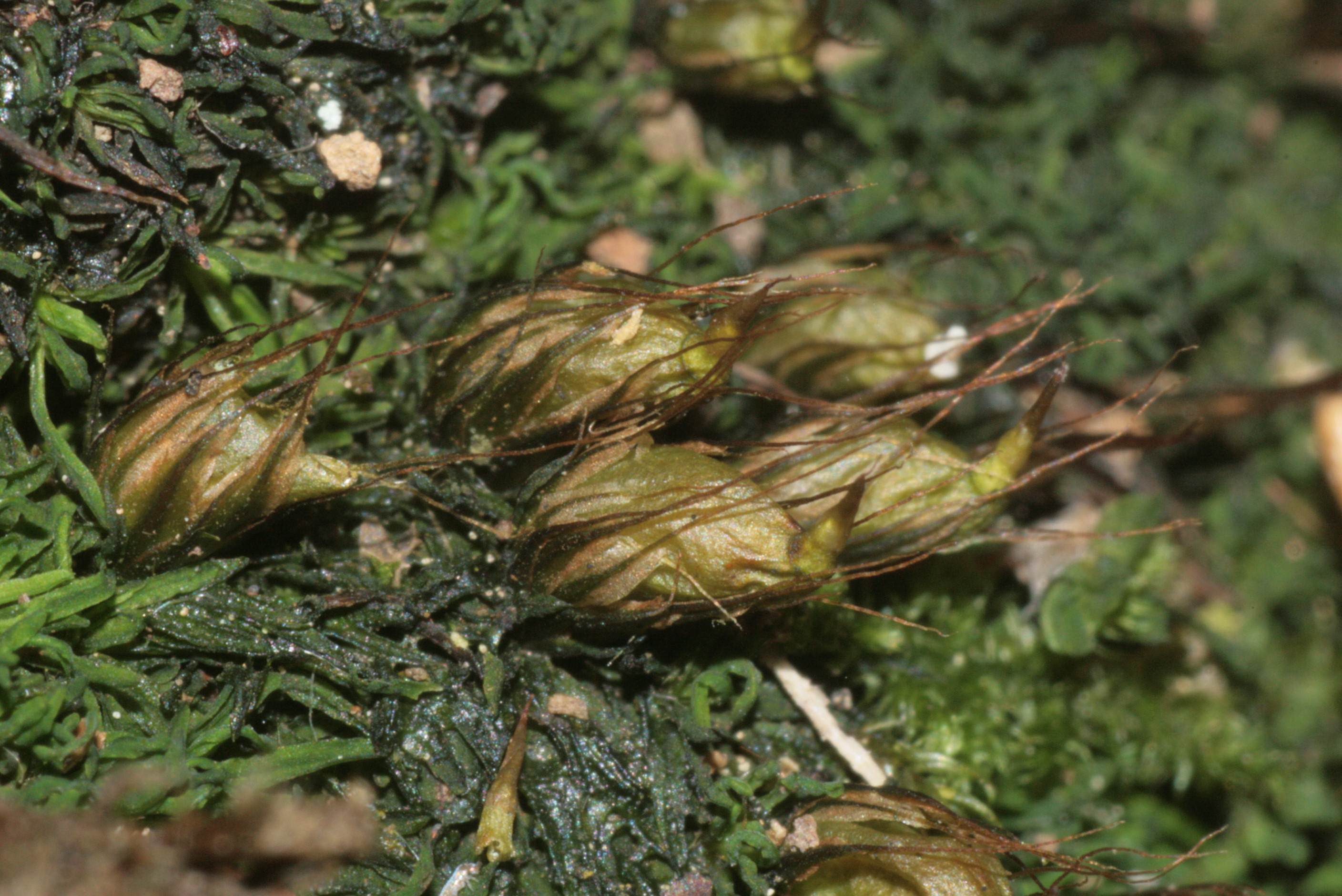 Bonfire moss