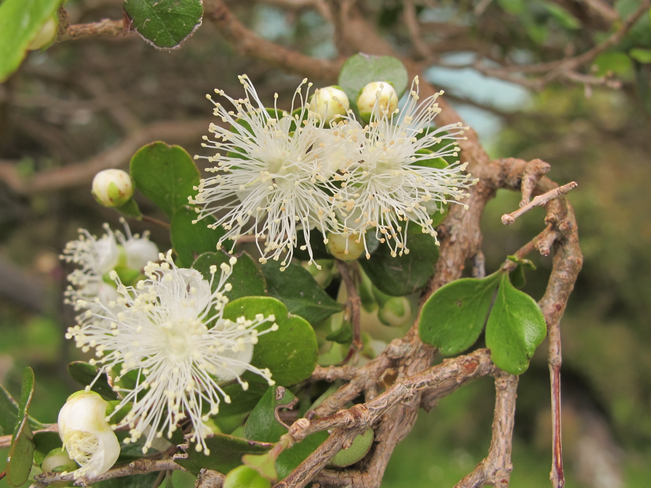 Nz myrtle