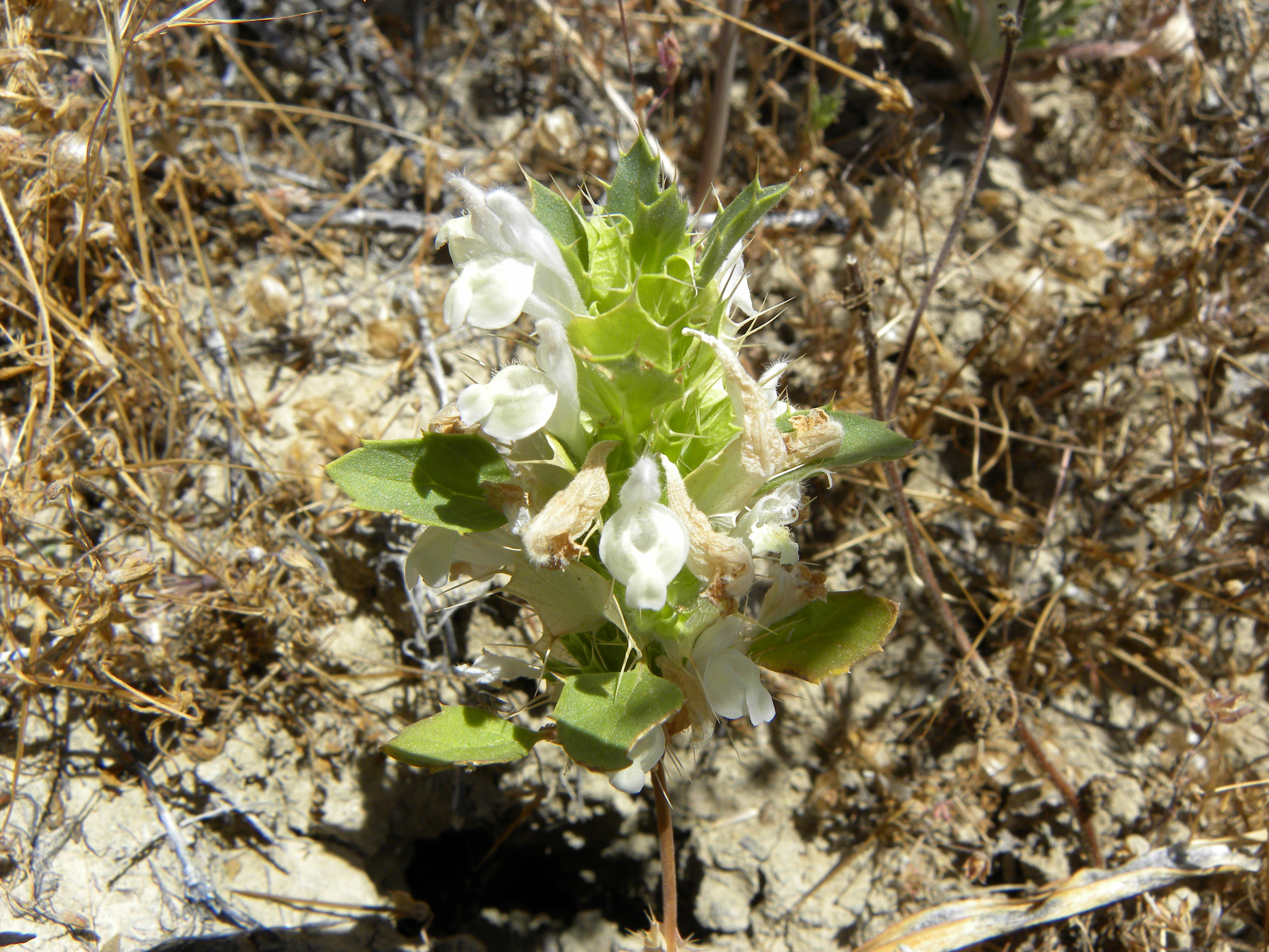 San mateo thornmint