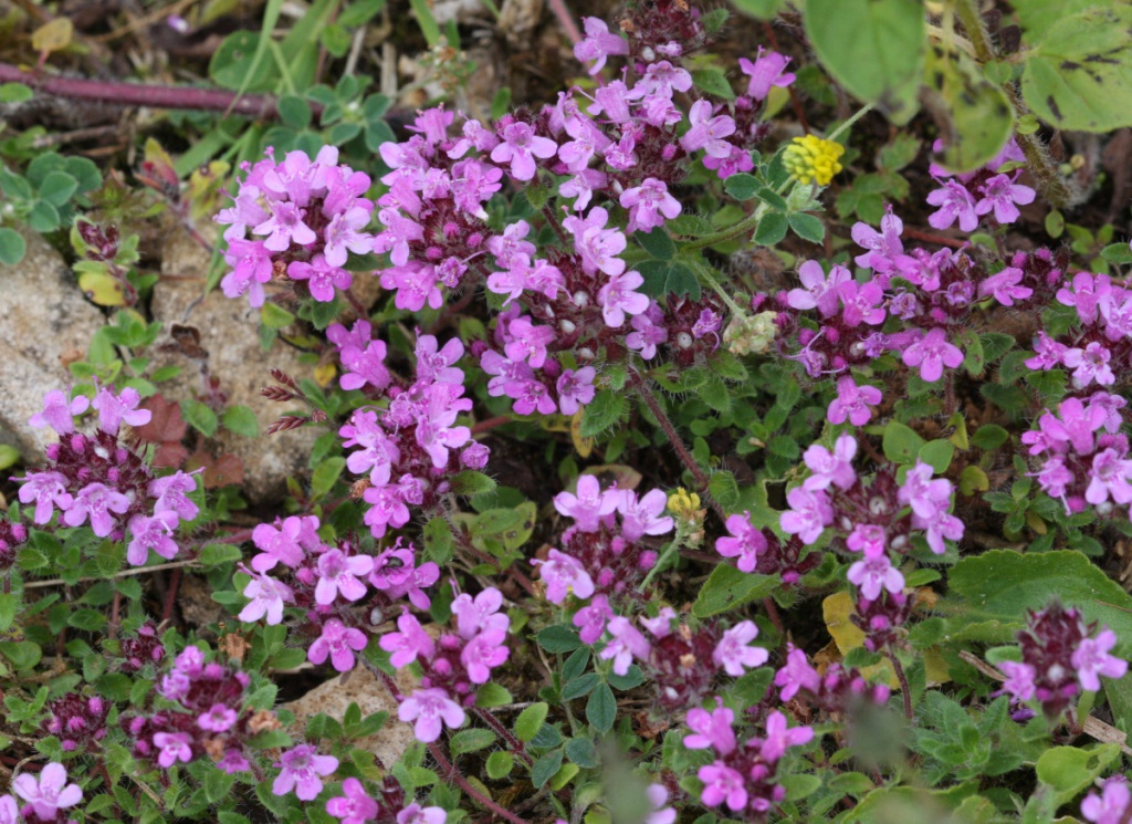 Mother-of-thyme