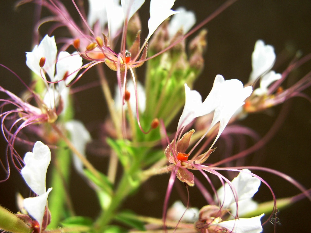 Redwhisker clammyweed