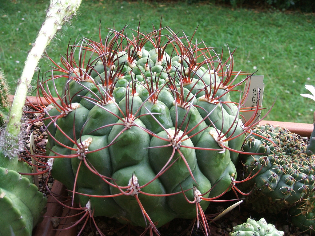 How to care for Chin cactus - Complete Plant Care Guide | PlantSnap ...