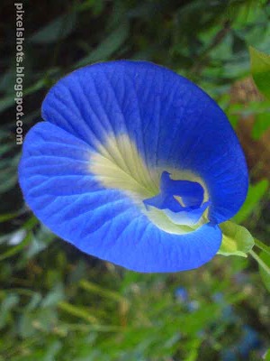Butterfly pea