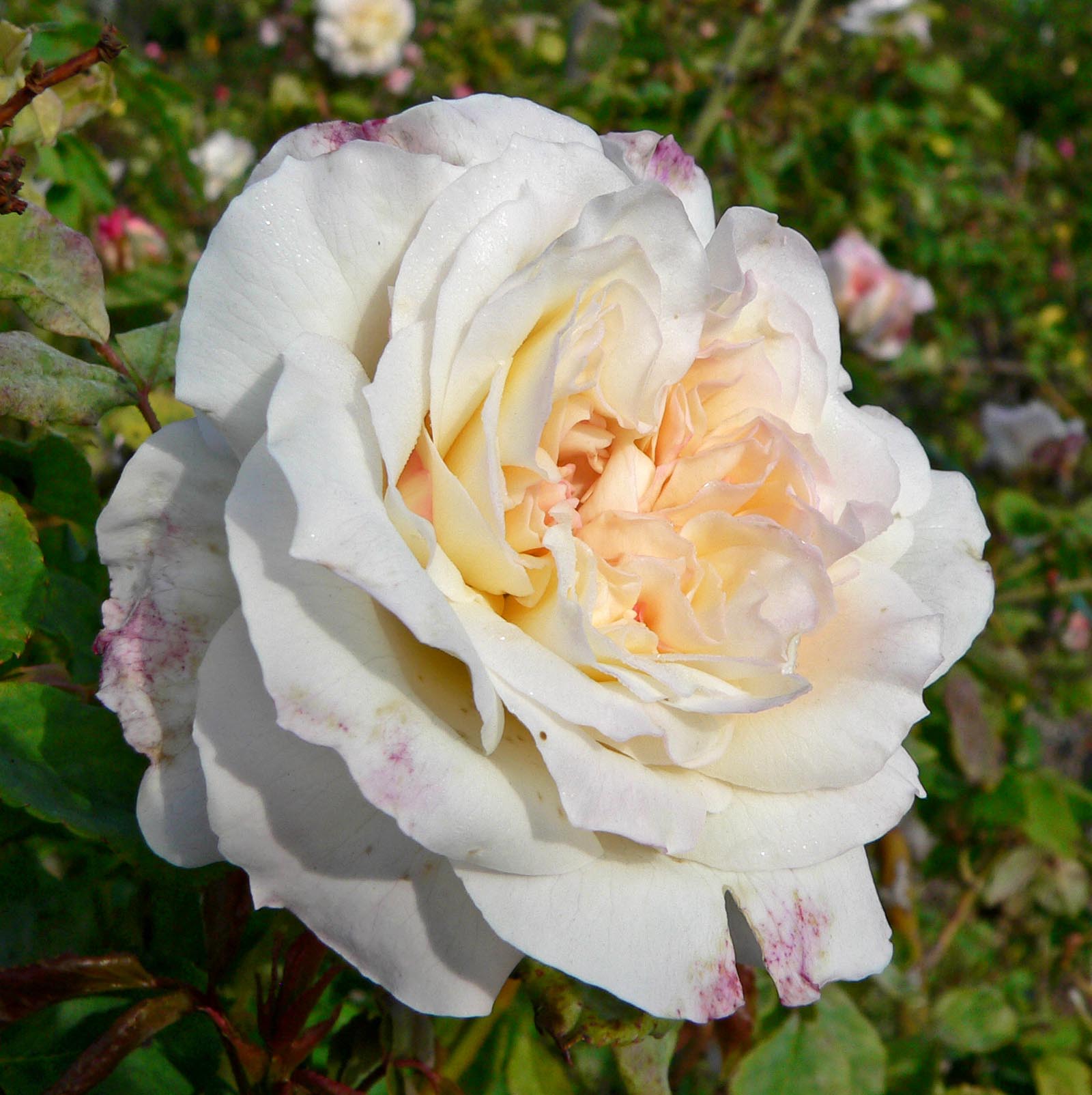 Céline forestier rose