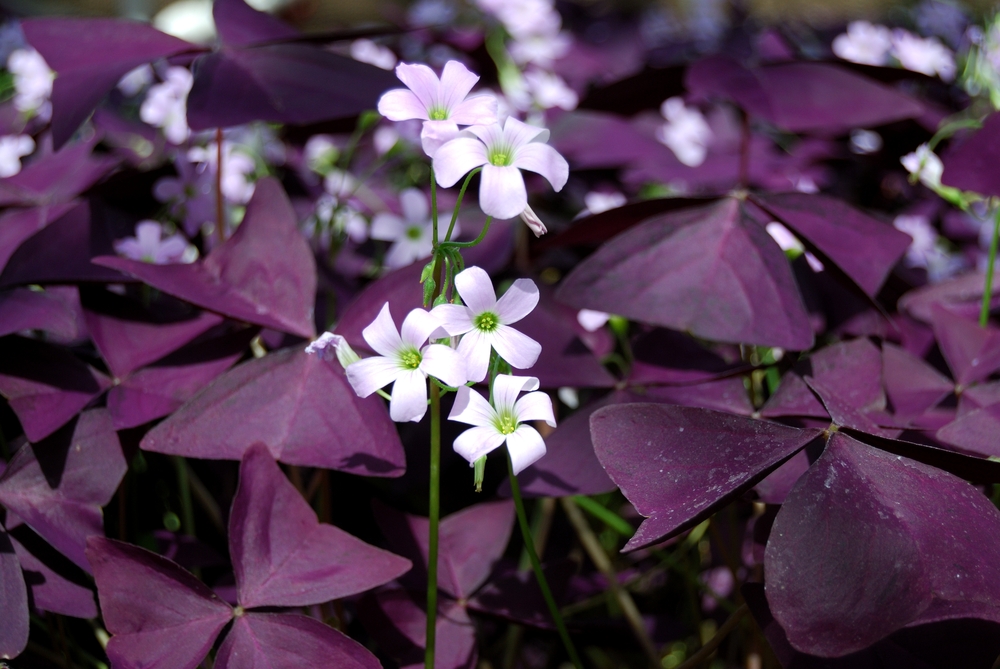 Purple shamrock