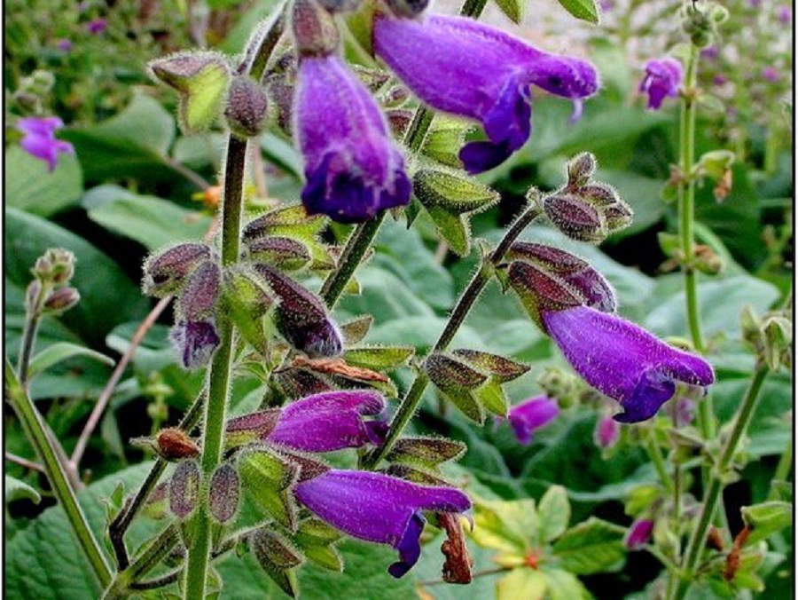Long-flowered sage
