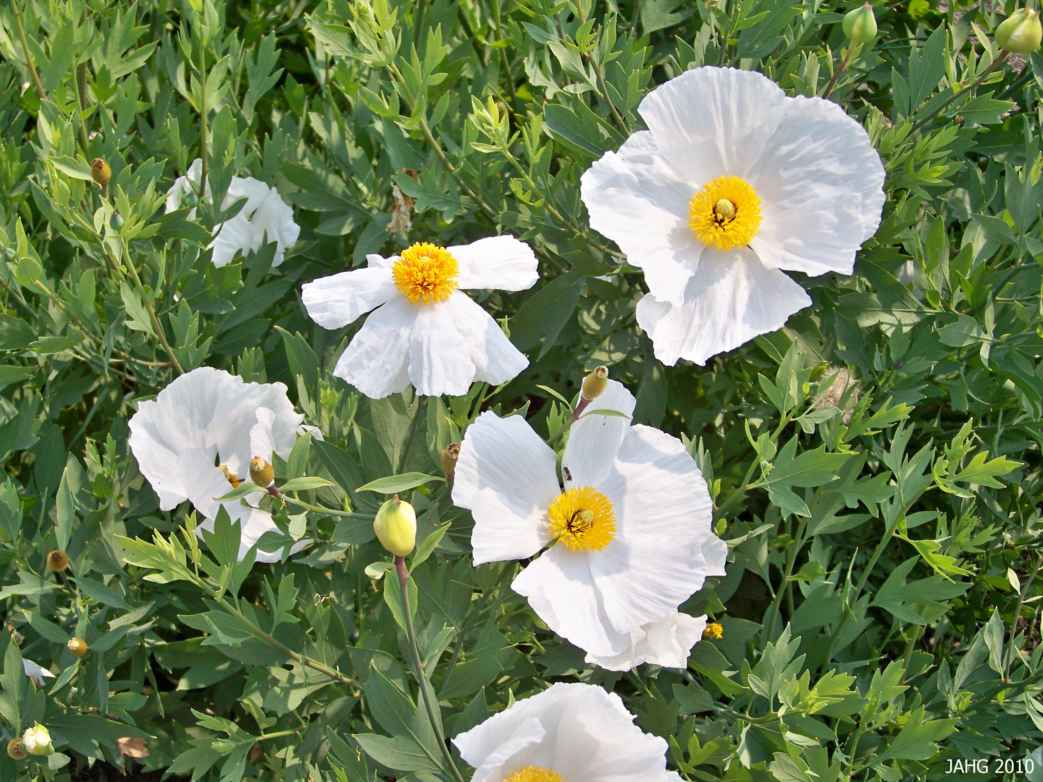 Matilija poppy