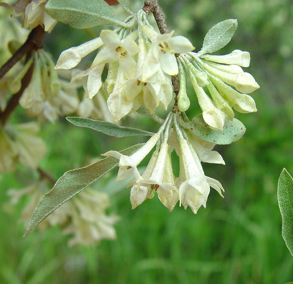 Silverberry