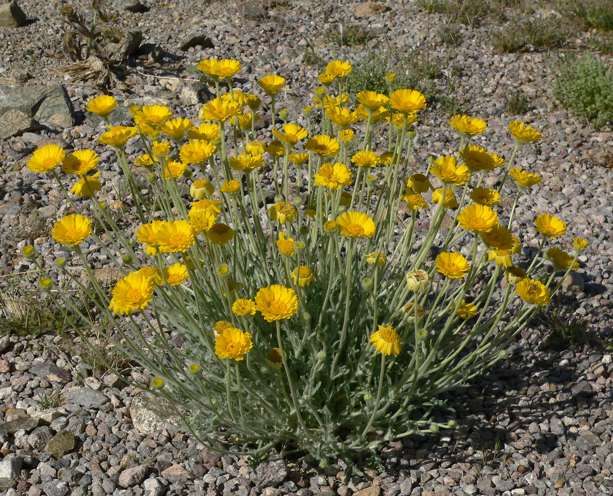 Desert marigold (Baileya multiradiata) - Image 1 of 10