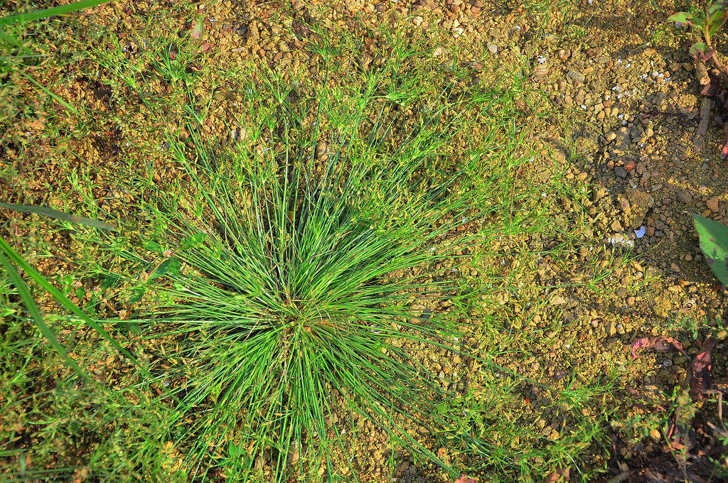 Globe-fringe sedge