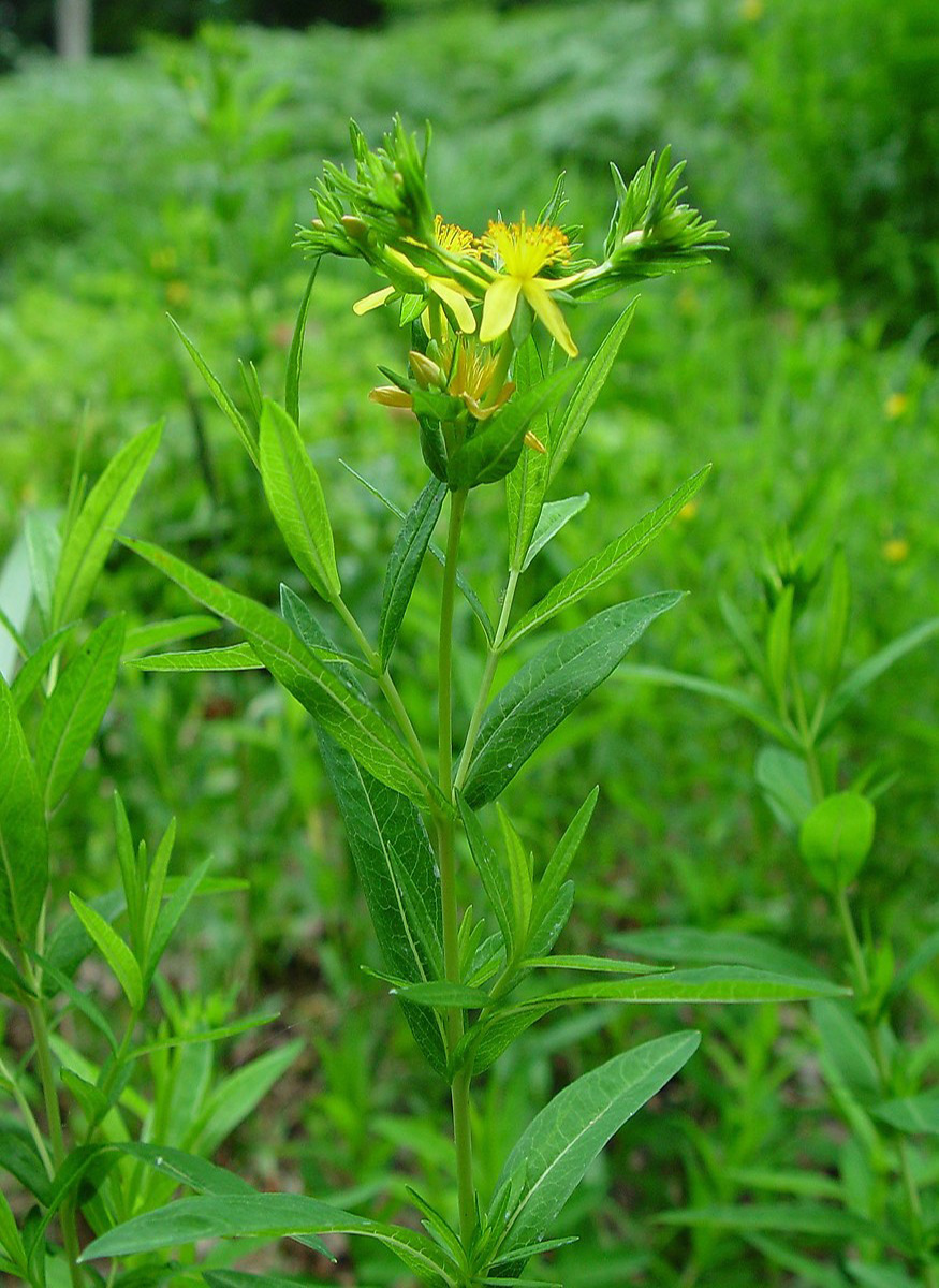 Creeping st. john's wort