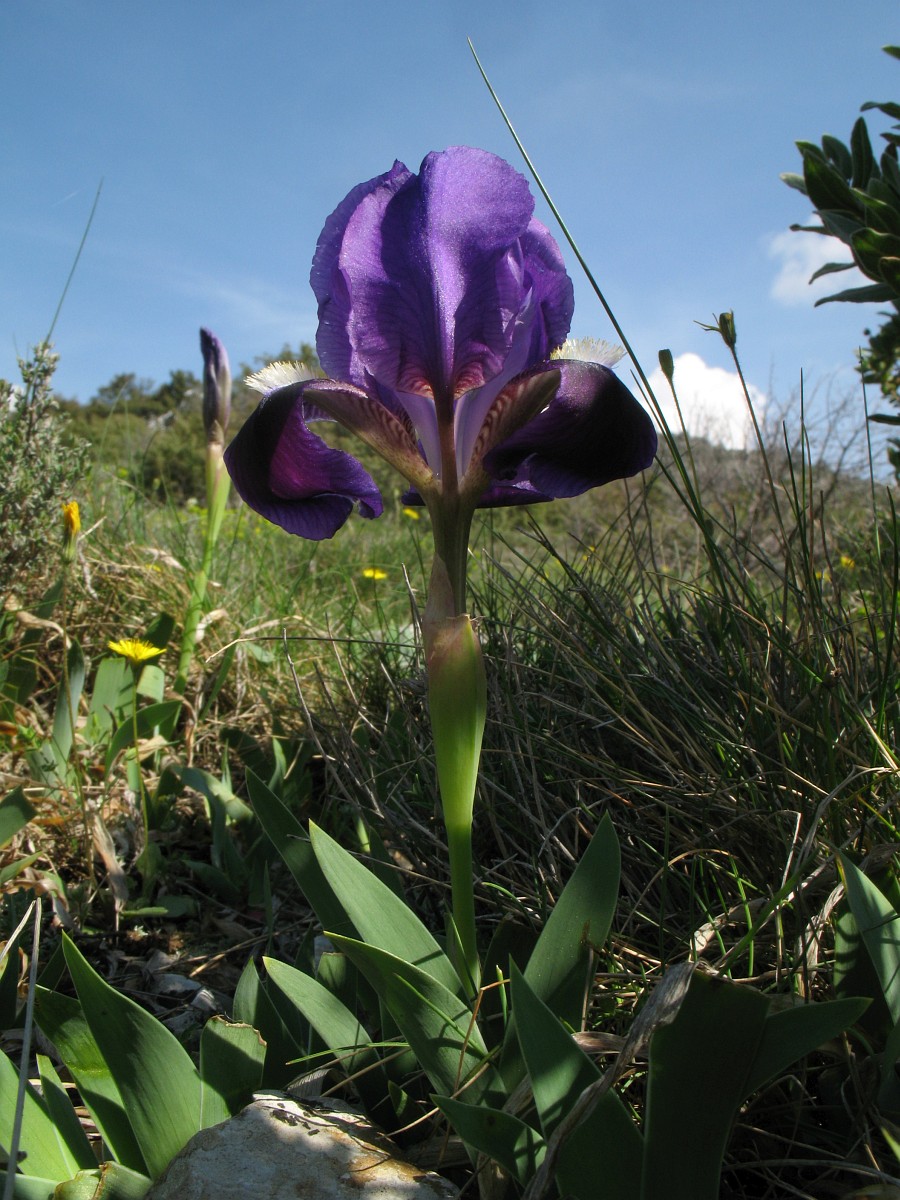 Dwarf bearded iris