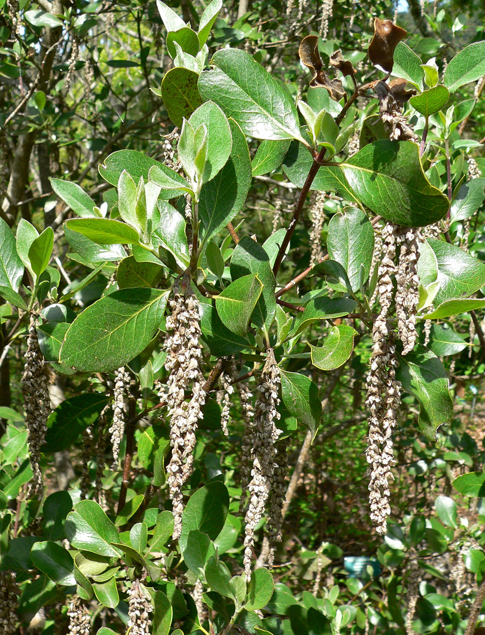 Boxleaf silk-tassel