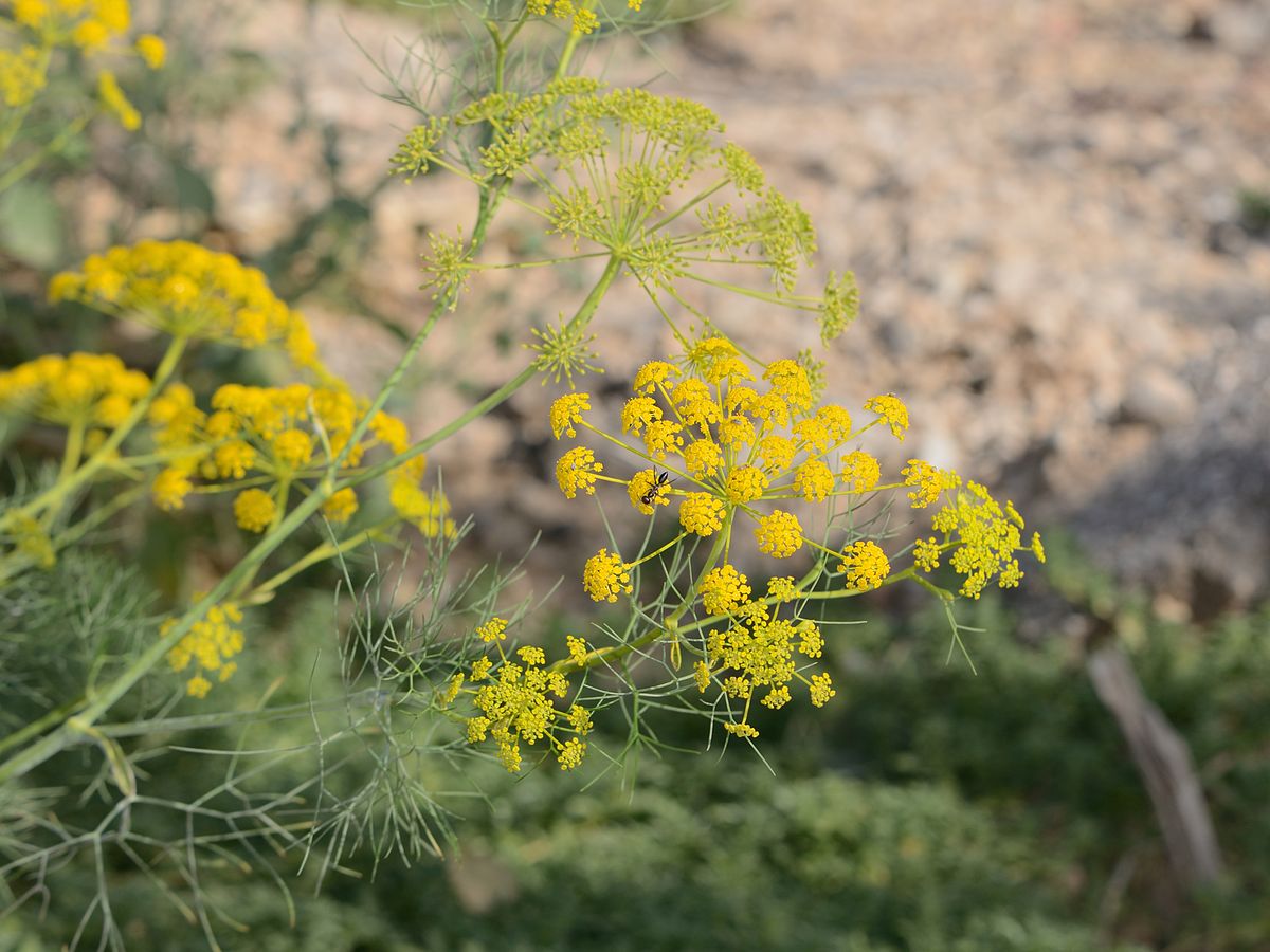 Corn parsley