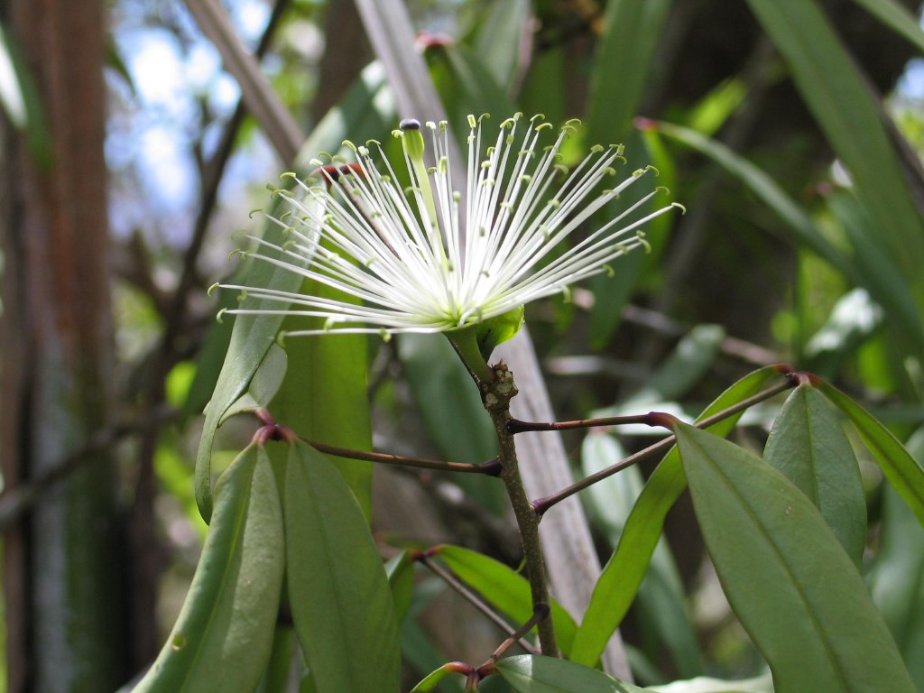 Wing-leaved tulipwood