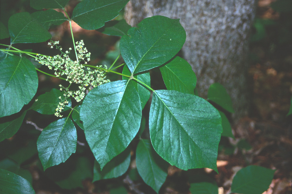 Poison ivy
