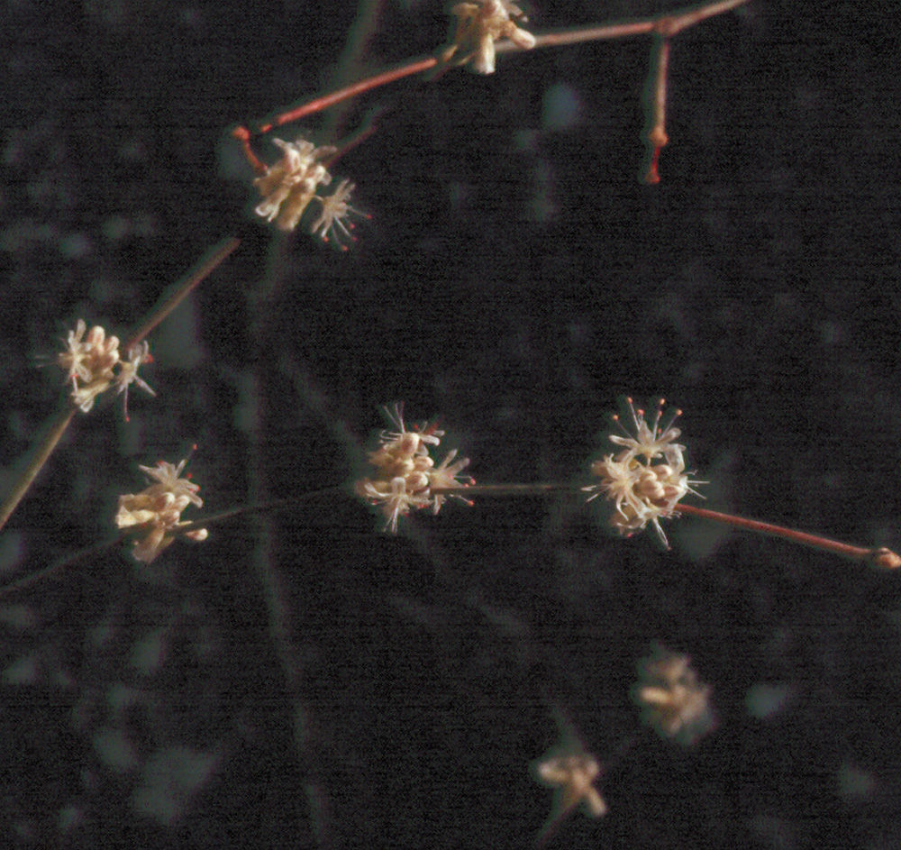 Bailey's buckwheat