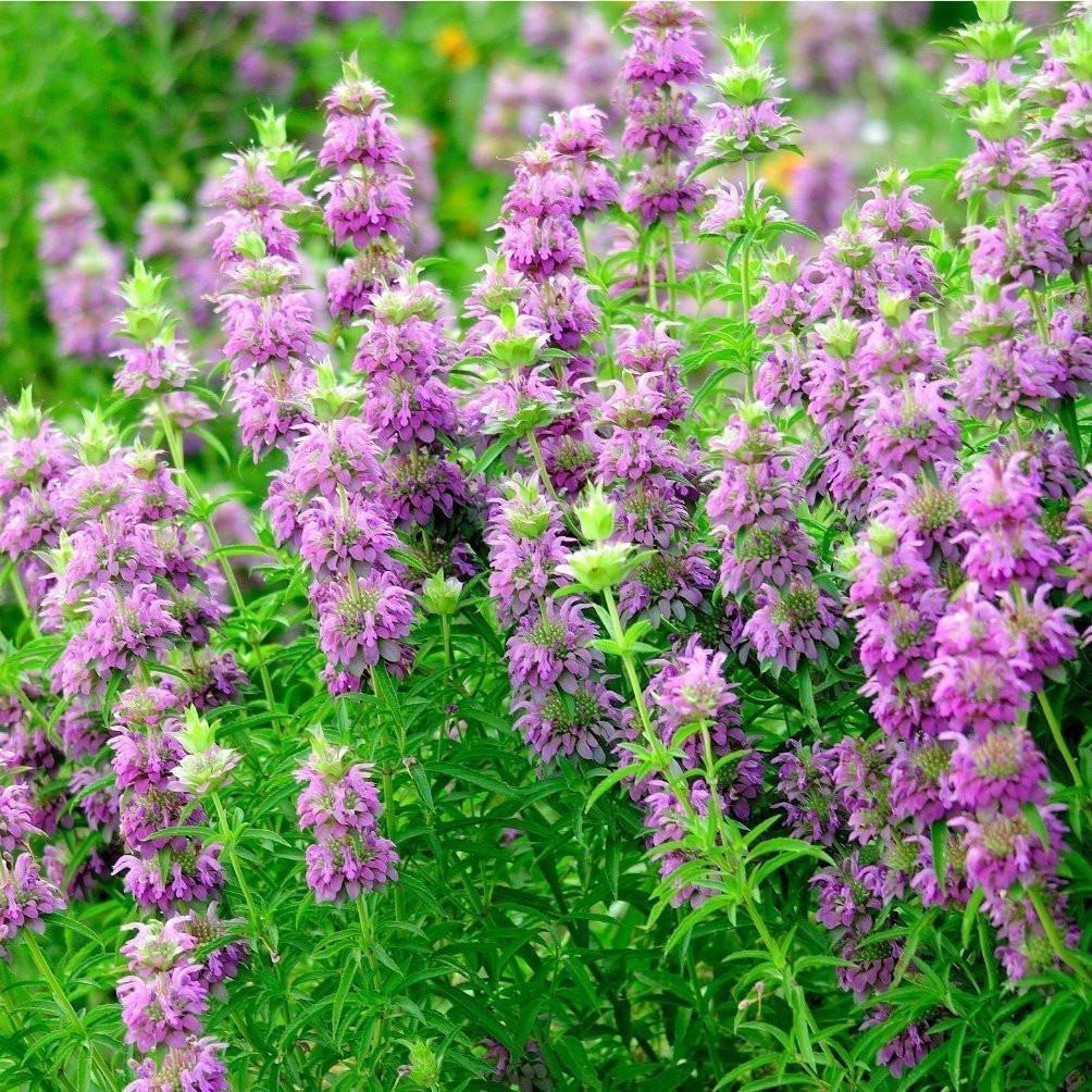 Lemon beebalm