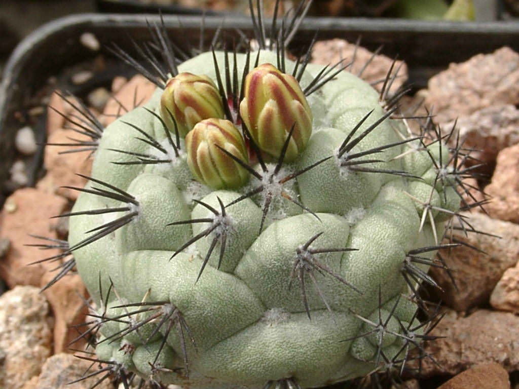 Macdougall's cactus