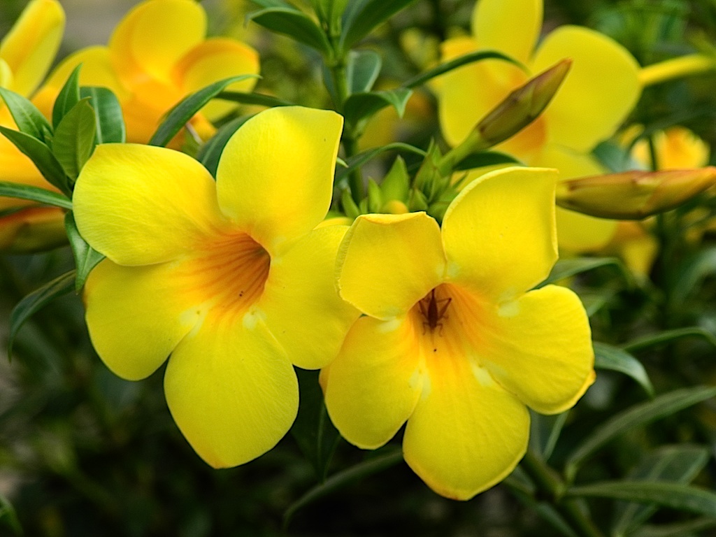 Smooth allamanda (Allamanda laevis) - Image 1 of 10