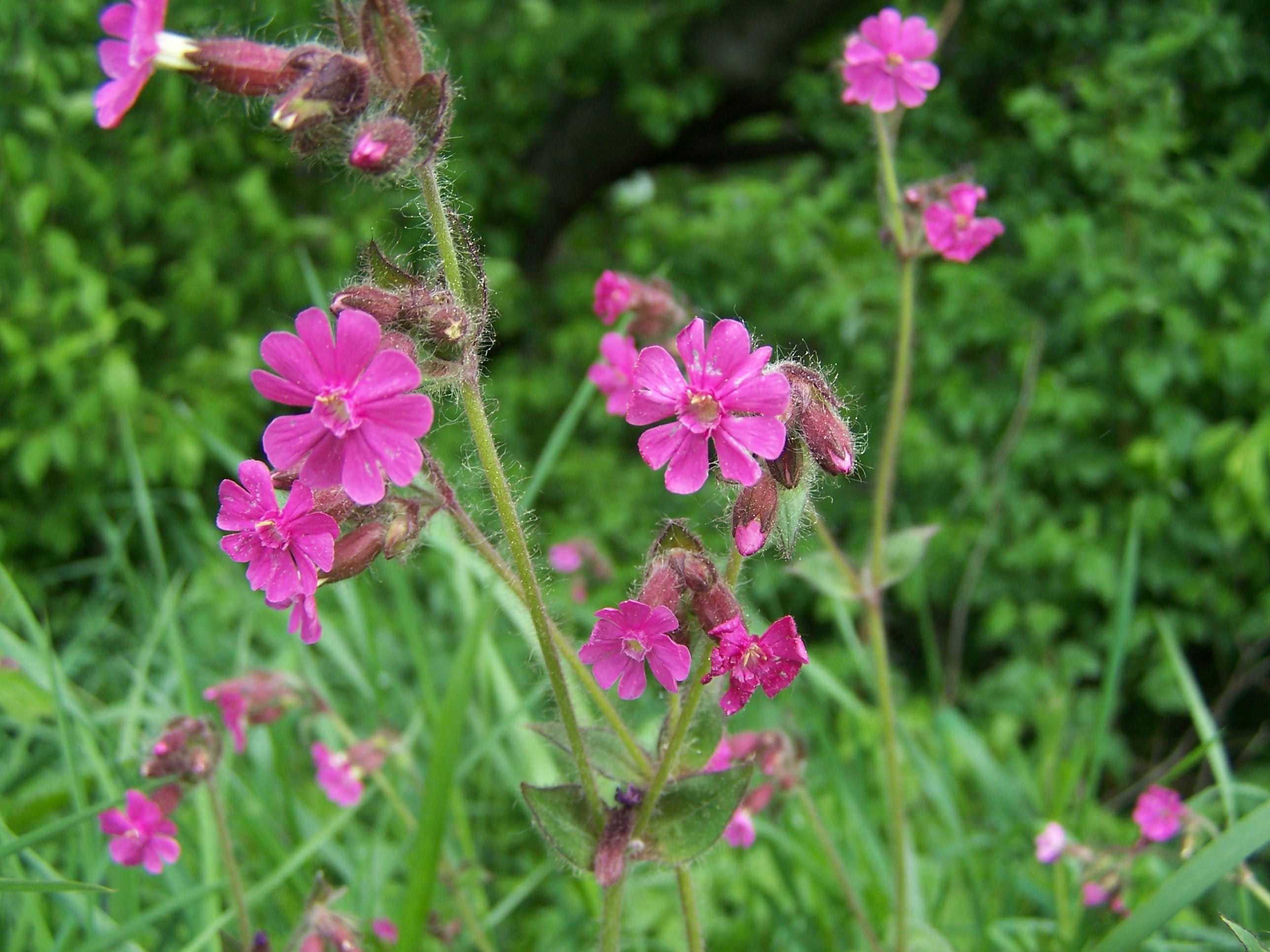 Peterson's catchfly