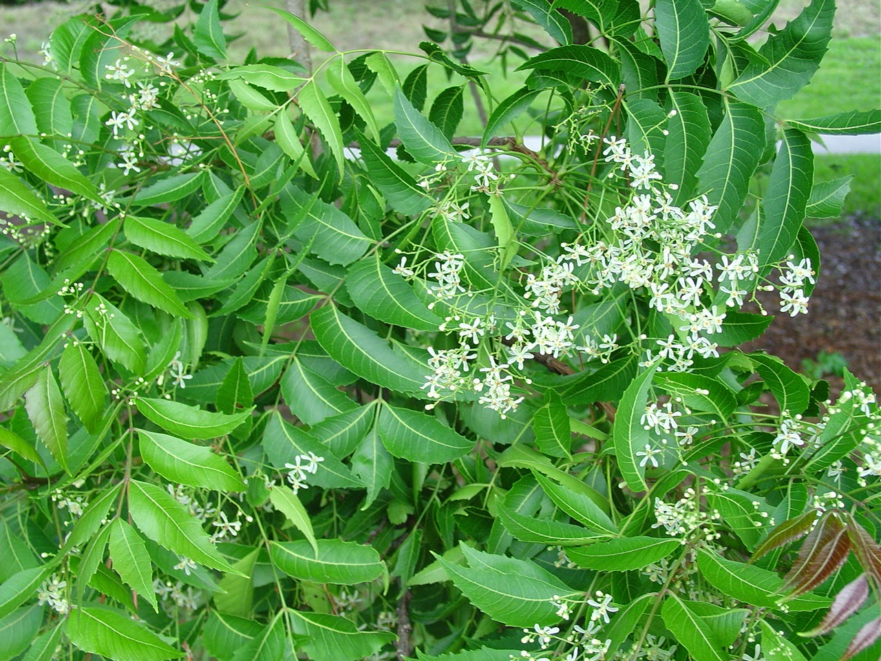 Neem