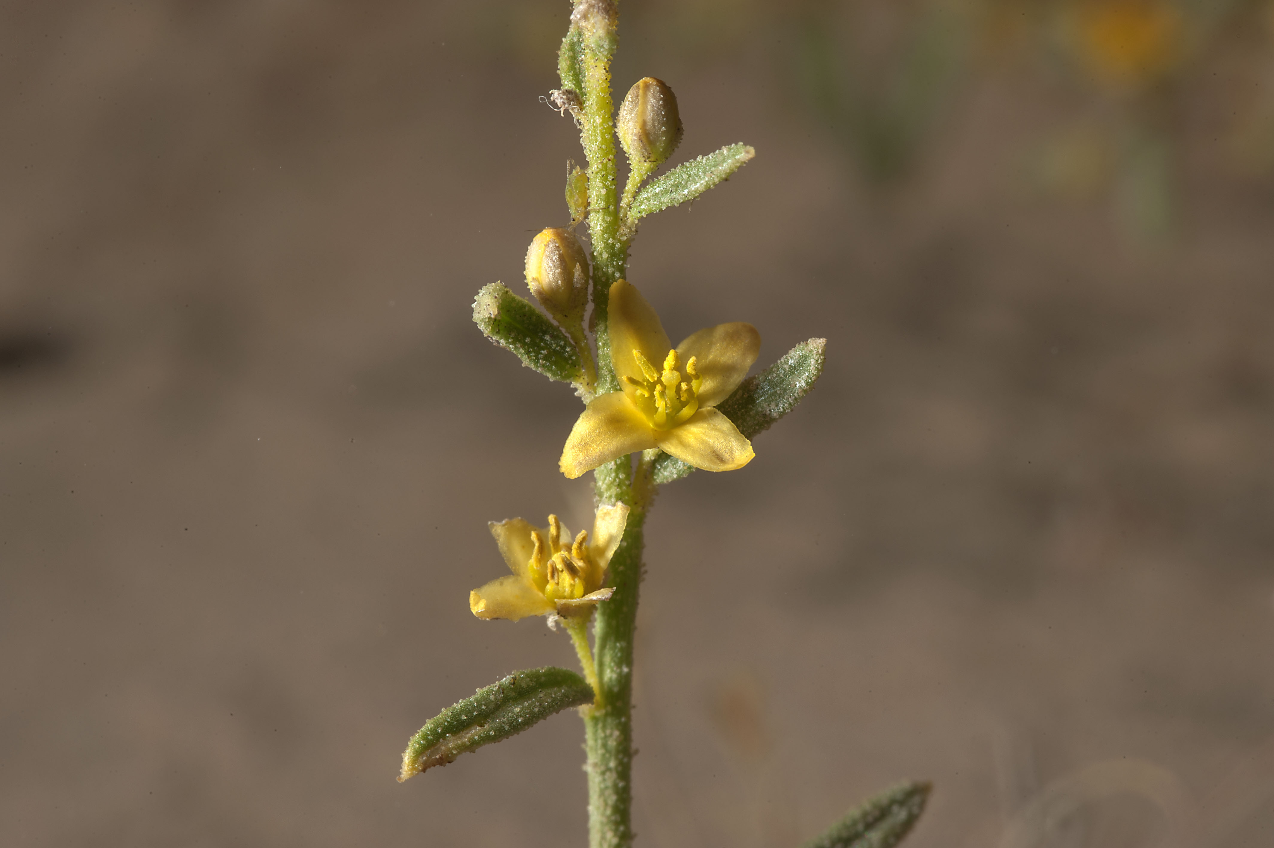 Feather-leaved creosote bush