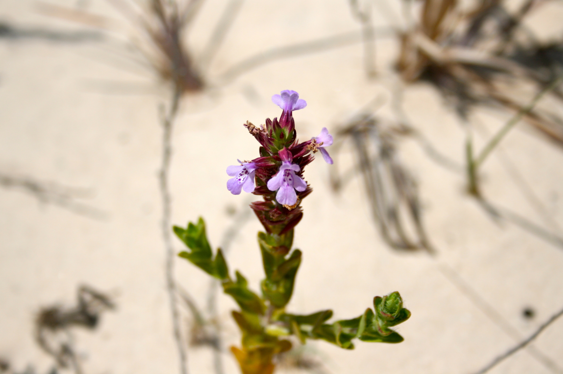 Texas greasebush
