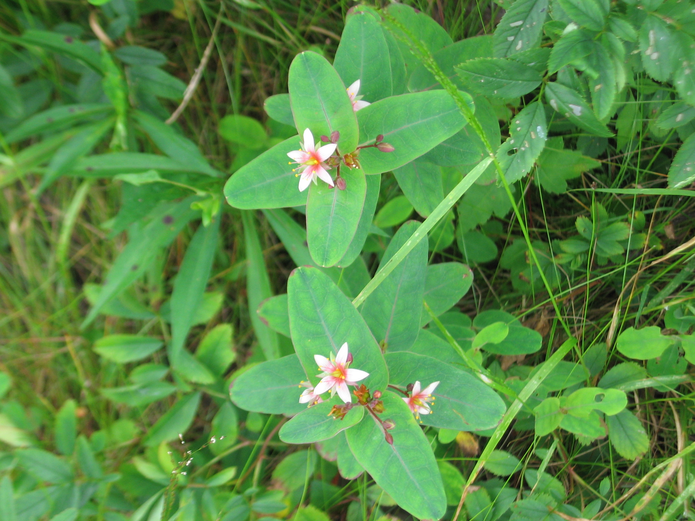Virginia marsh st. john’s-wort