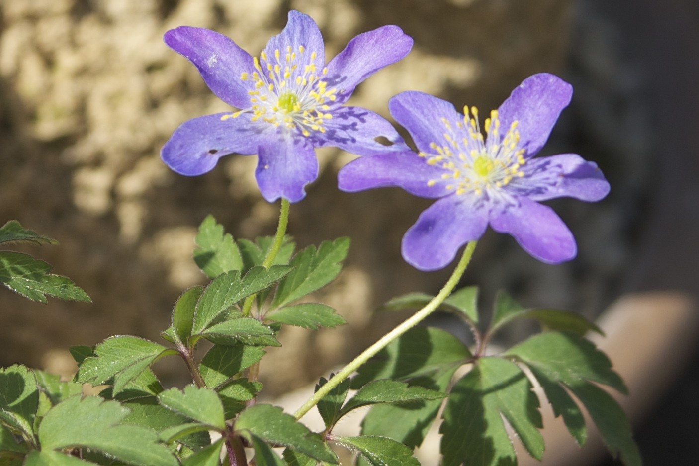 Lord howe island violet