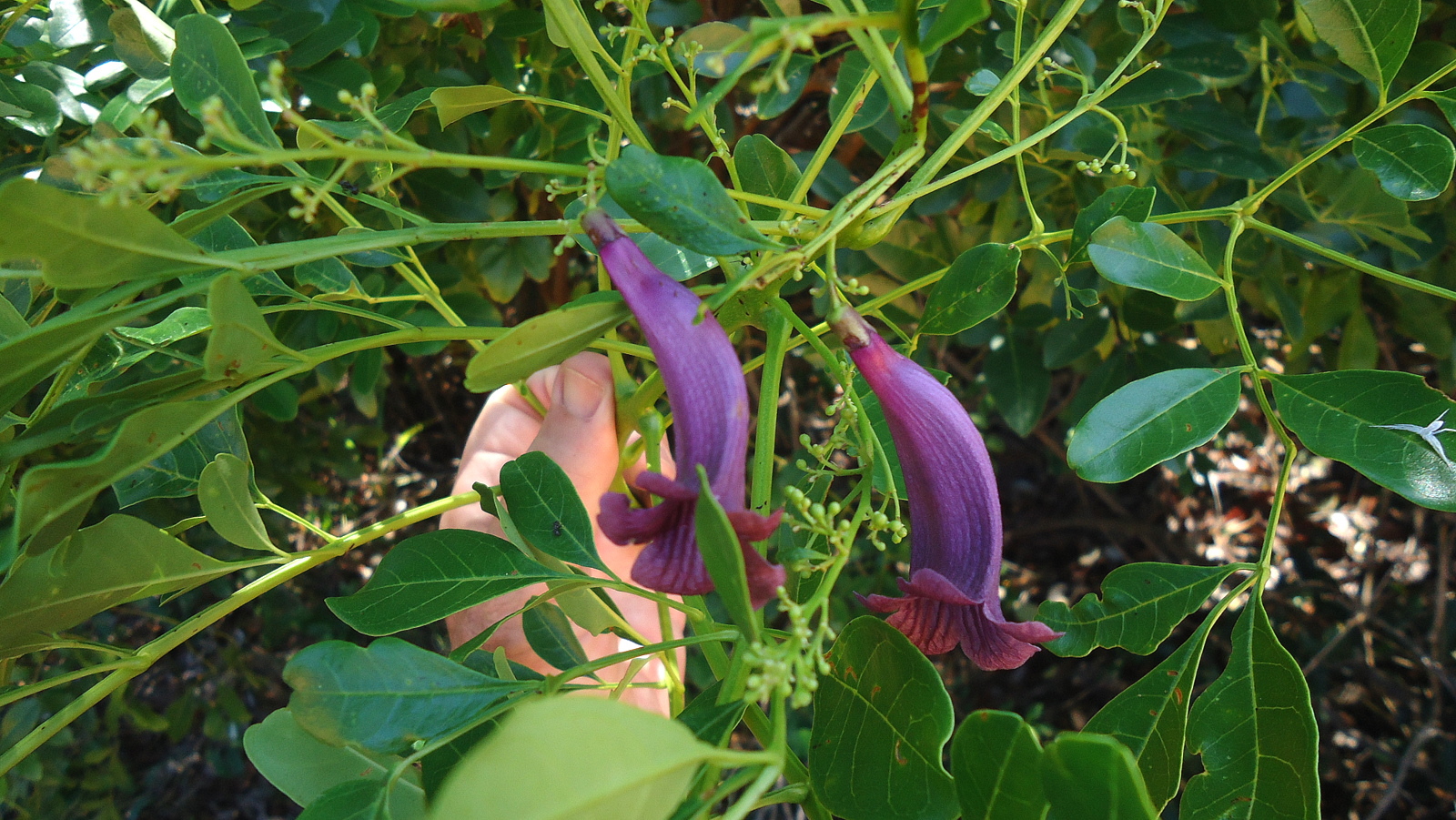 Palo de orquídea