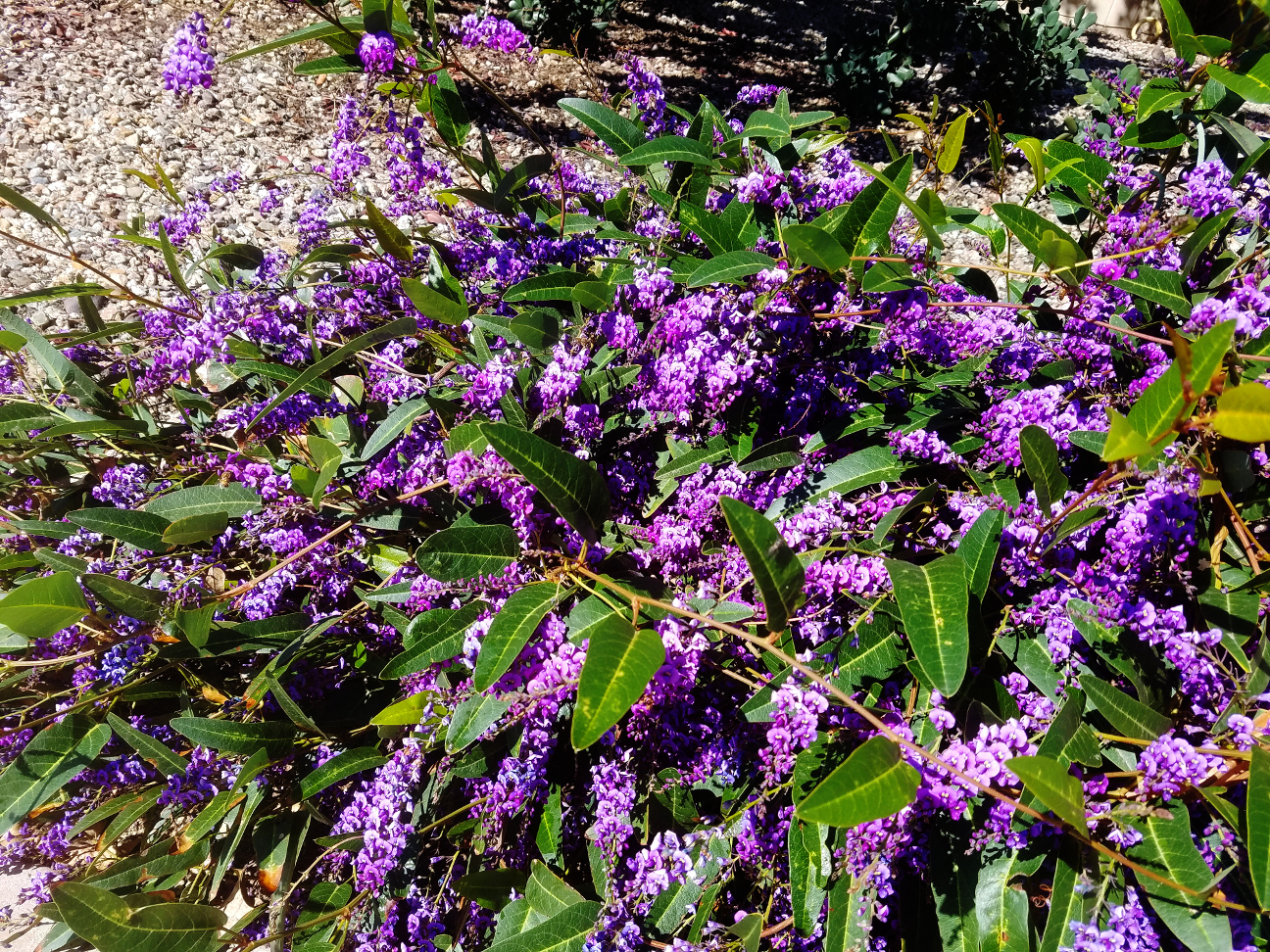 How to care for False sarsaparilla - Complete Plant Care Guide