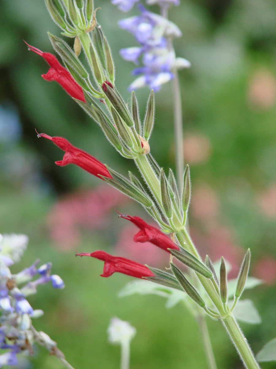 Long-style sage
