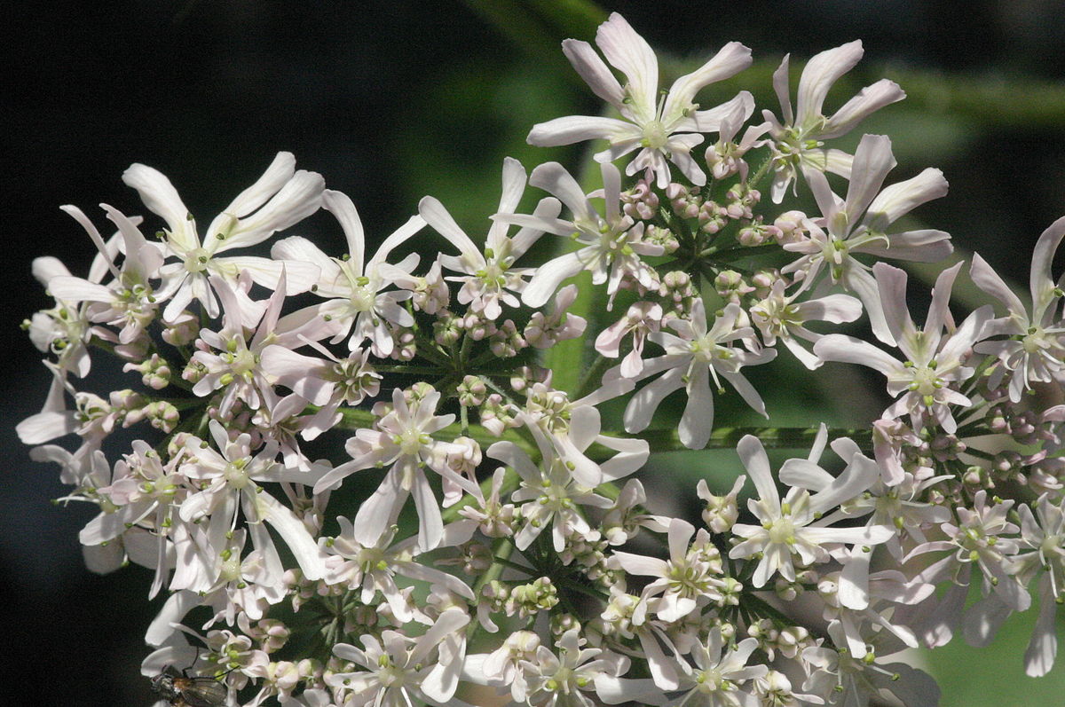 Austrian hogweed